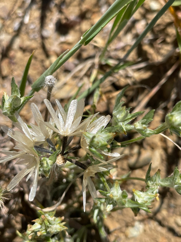 Achyrachaena mollis, photograph 4