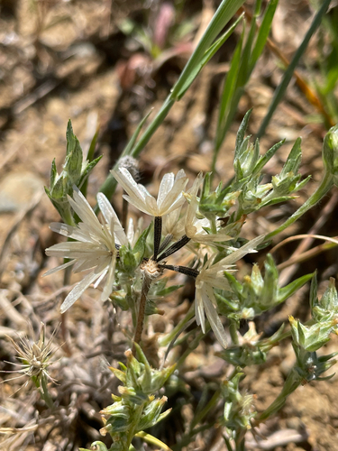 Achyrachaena mollis, photograph 3