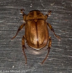 Cyclocephala annamariae
