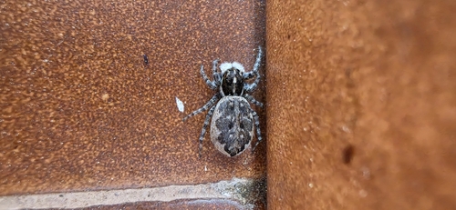 Half-edged Wall Jumping Spider