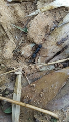 Pseudoneoponera bispinosa