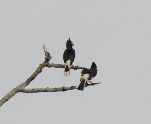 Piping Hornbill (Bycanistes fistulator), photo 5