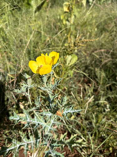 Argemone mexicana observed 2026-05-23