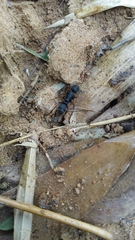 Pseudoneoponera bispinosa