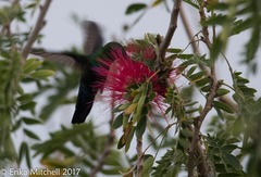 Eulampis holosericeus