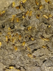 Nasutitermes corniger