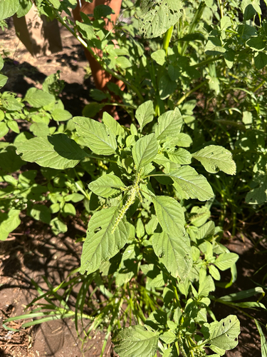 Amaranthus spinosus observed 2026-05-23