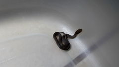 Crotaphopeltis hotamboeia