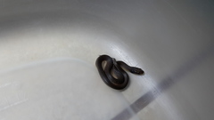 Crotaphopeltis hotamboeia