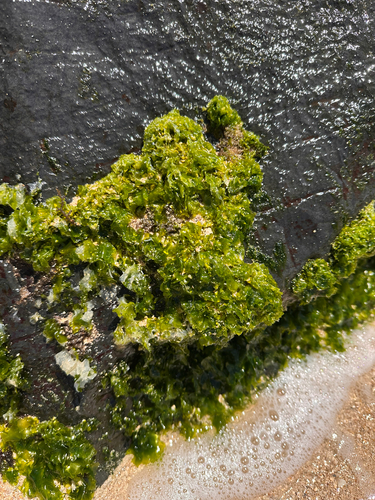 Ulva lactuca observed 2026-05-23