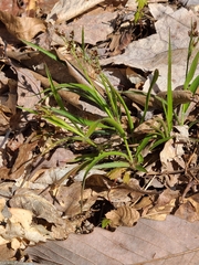 Carex hirtifolia