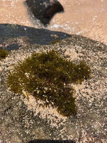 Ahnfeltiopsis observed 2026-05-23