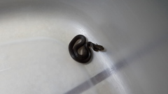 Crotaphopeltis hotamboeia