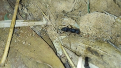 Pseudoneoponera bispinosa