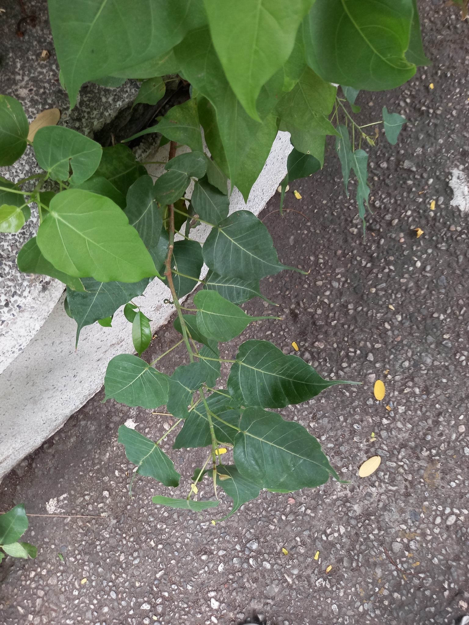 Ficus religiosa — ảnh 2