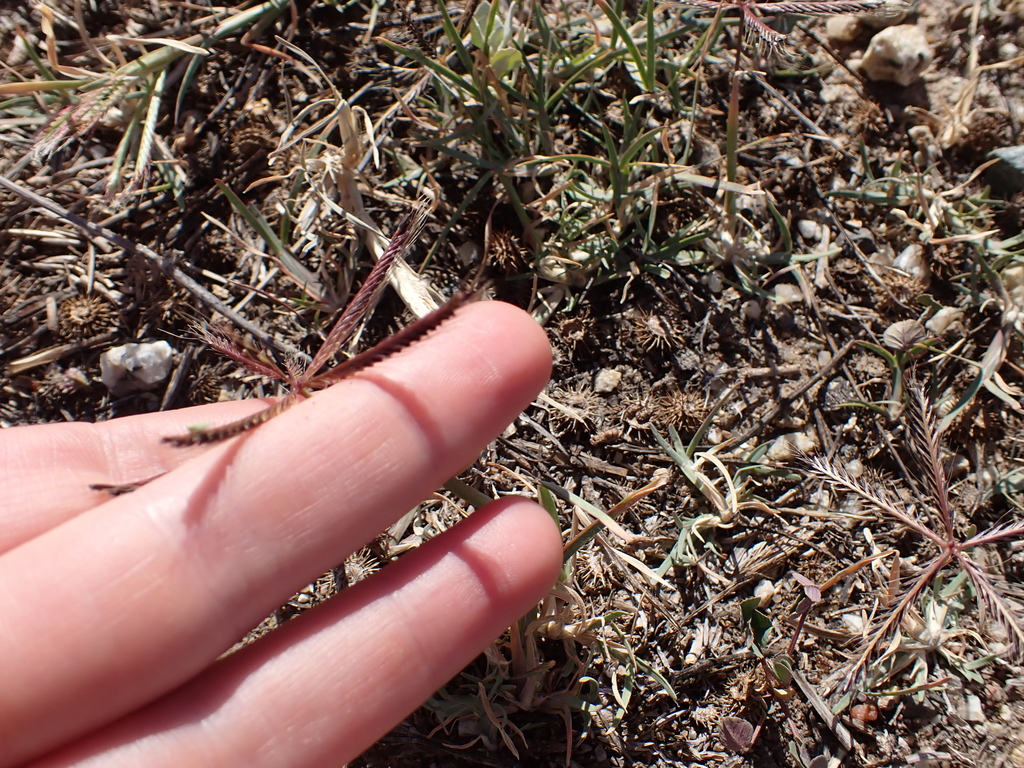 Chloris truncata; photograph (c) ttsquid, some rights reserved (CC BY)