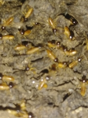 Nasutitermes corniger