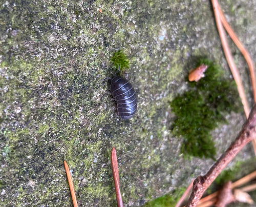 Common Pill Woodlouse