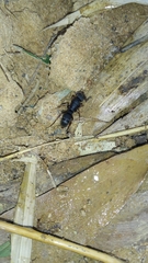 Pseudoneoponera bispinosa