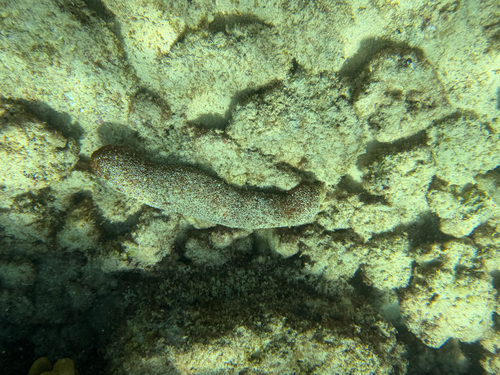 Actinopyga obesa observed 2026-05-23
