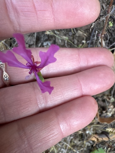 Clarkia concinna, photograph 6