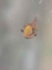 Parasteatoda lunata