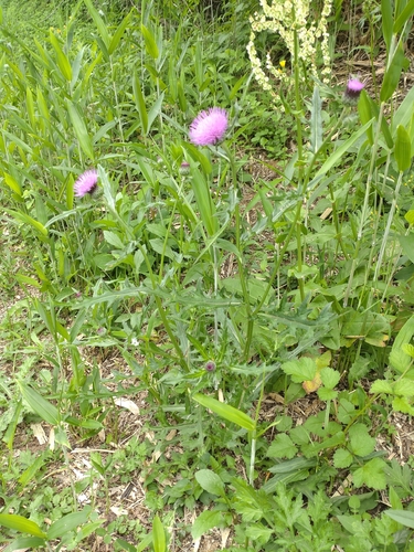 Japanese thistle