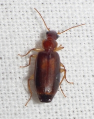 Dromius