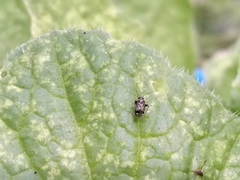 Microtechnites canus