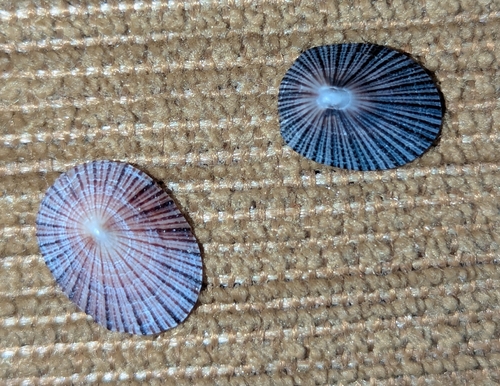 Black-ribbed False Limpet