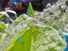 Microtechnites canus