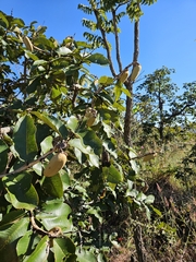 (c) Celso Henrique Varela Rios, some rights reserved (CC BY) Qualea grandiflora, photograph (c) Celso Henrique Varela Rios, some rights reserved (CC BY)