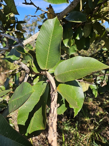 Qualea grandiflora, photograph 6