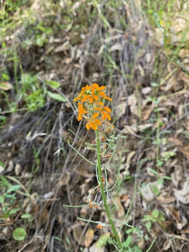 iNaturalist observation photo of Western Wallflower