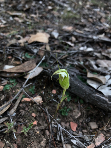 southern autumn greenhood