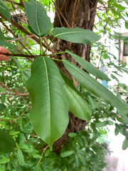 Ficus caulocarpa