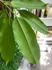 Ficus caulocarpa, photograph (c) 呂一起(Lyu yi-chi), some rights reserved (CC BY)