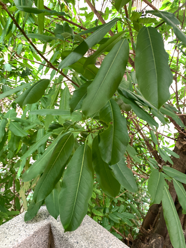 Ficus caulocarpa, photograph 4
