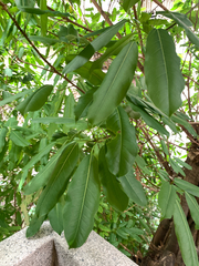 Ficus caulocarpa, photograph (c) 呂一起(Lyu yi-chi), some rights reserved (CC BY)