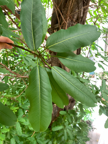 Ficus caulocarpa, photograph 3
