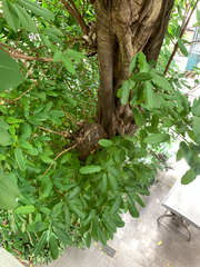 Ficus caulocarpa, photograph (c) 呂一起(Lyu yi-chi), some rights reserved (CC BY)