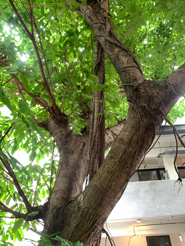 Ficus caulocarpa, photograph 6