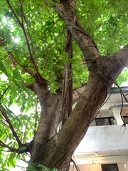 Ficus caulocarpa, photograph (c) 呂一起(Lyu yi-chi), some rights reserved (CC BY)