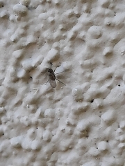 Diptera