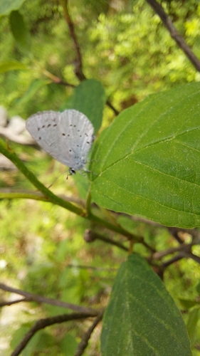 Holly Blue