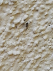 Diptera