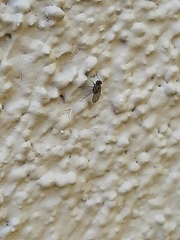 Diptera