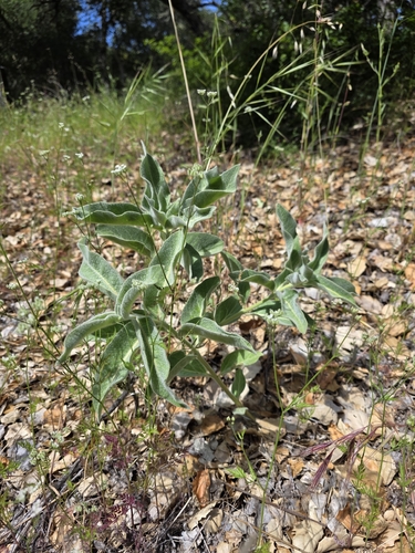 iNaturalist observation photo of woollypod milkweed