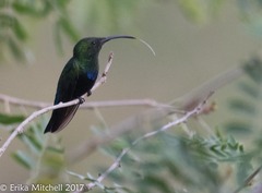 Eulampis holosericeus