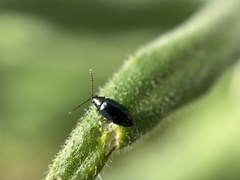 Phyllotreta nigripes